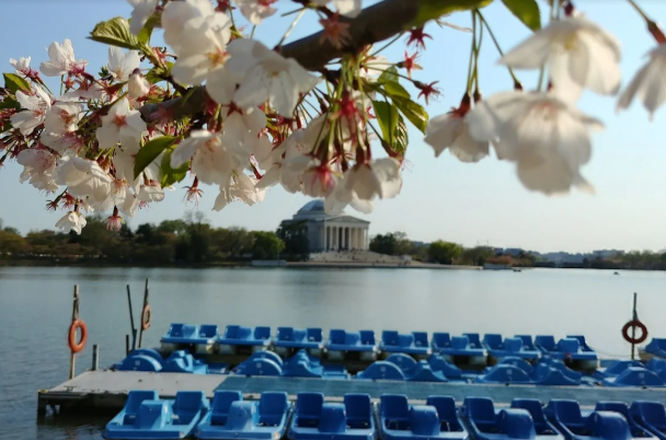 Photo of the park with paddleboats in the foreground with Cherry Blossoms one of the great date ideas for Washington DC.