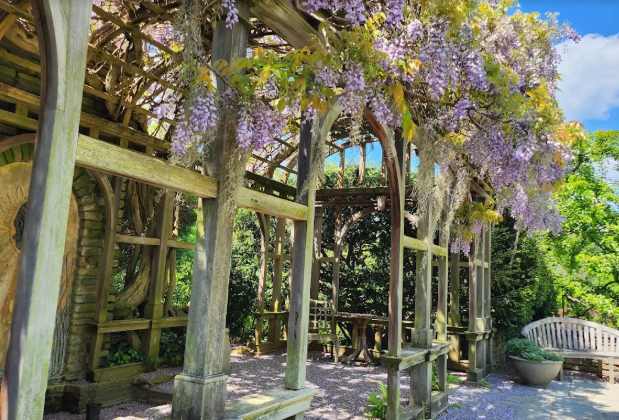Photo at Dumbarton Oaks Garden of an Arbor covered in lilac flowers with arched way wood frame and wooden bench. Great things to do in DC for engaged couples.